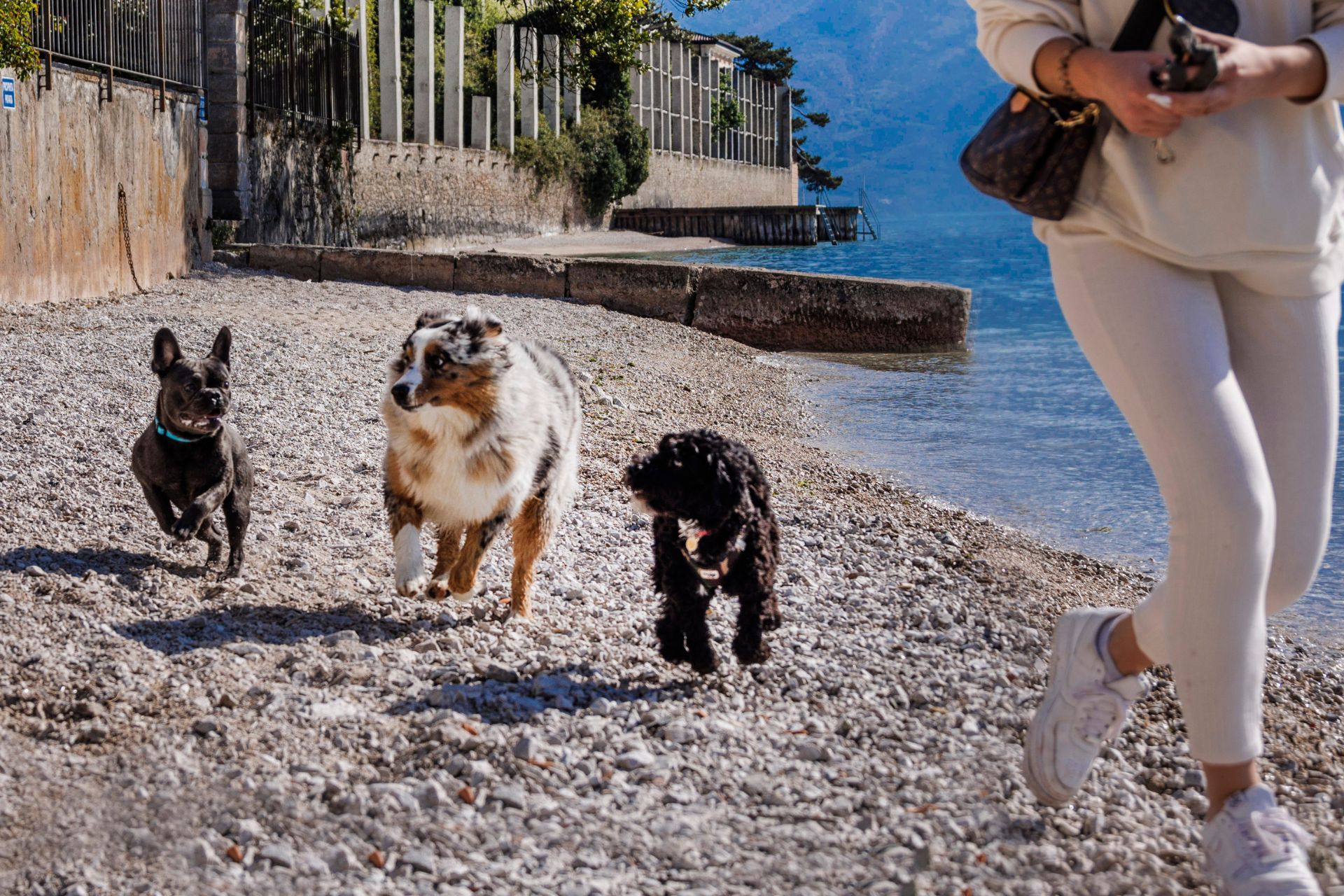 dogbeachvisitlimone